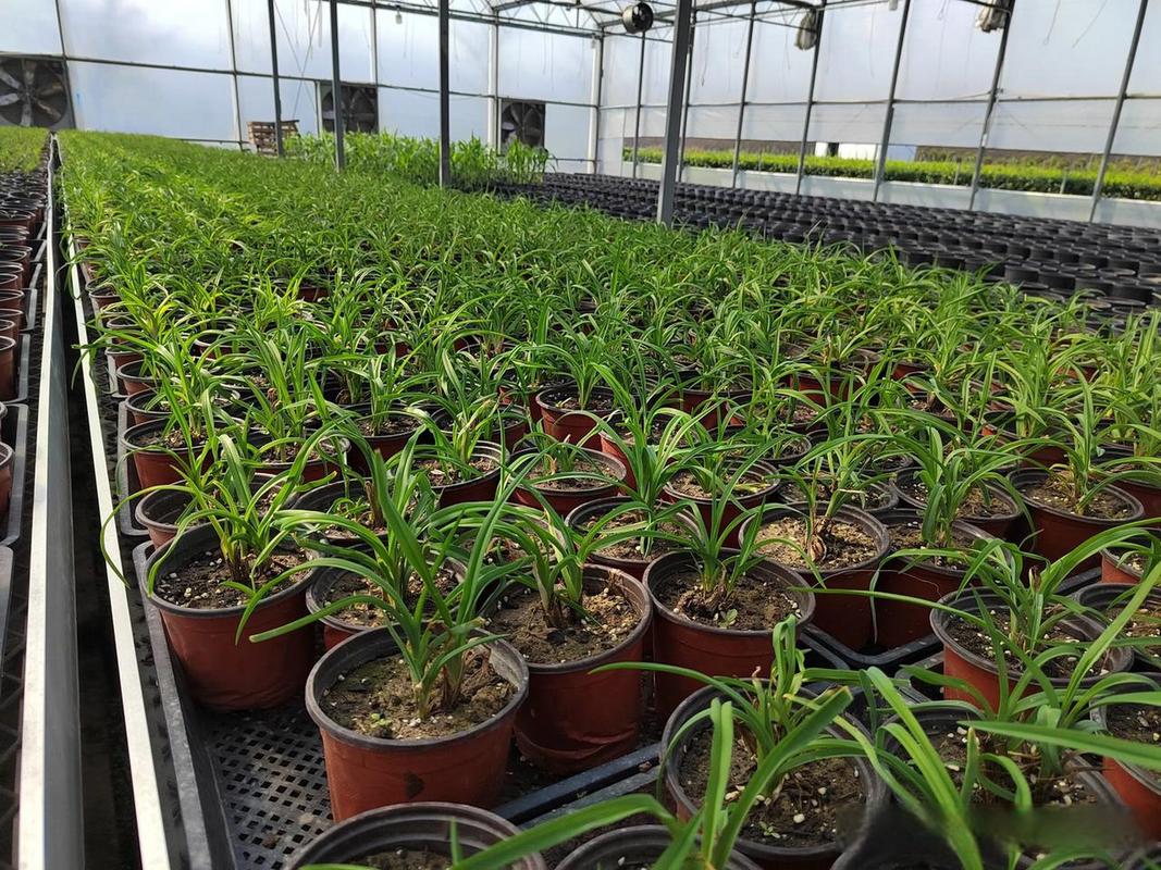 可食用景觀植物在風(fēng)景園林中的應(yīng)用——以杭州植物工廠秋冬季栽培實(shí)踐為例